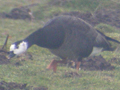 Barnacle Goose x Greater White-fronted Goose hybrid